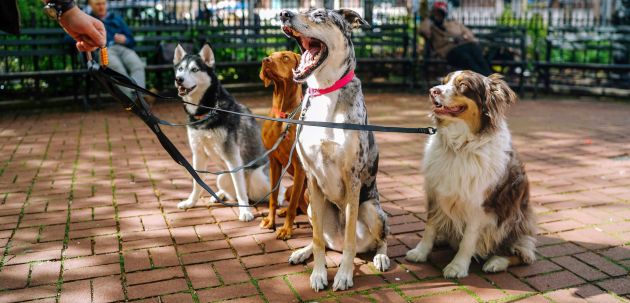 Pametni psi u gradu: Kako socijalizacija pomaže psu da se prilagodi životu u stanu i kući