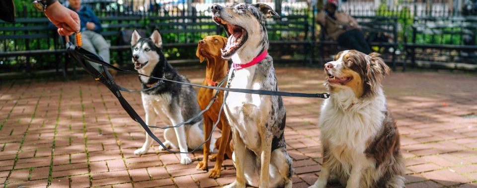 Pametni psi u gradu: Kako socijalizacija pomaže psu da se prilagodi životu u stanu i kući